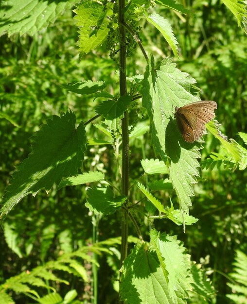 Close-up of butterfly on leaves