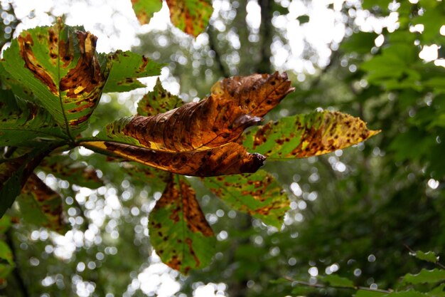 Close-up of butterfly on leaves