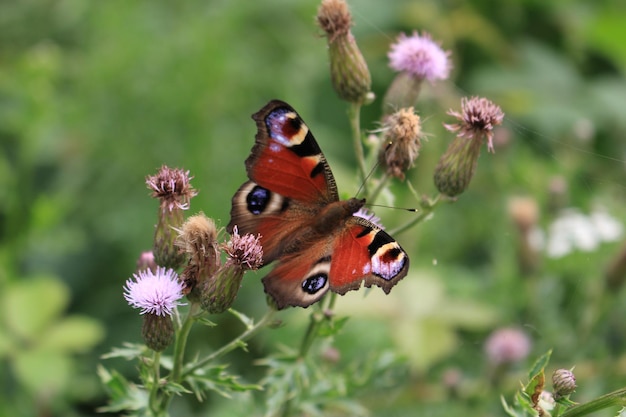 A close-up of a butterfly in the nature of the national park eifel germany europe