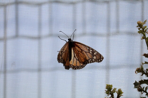 Close-up of butterfly on net