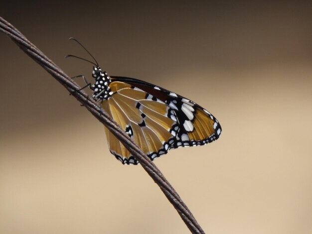 Close-up of butterfly on old wire