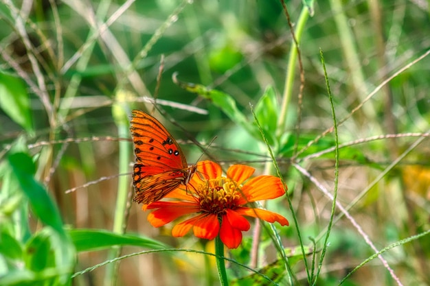 Foto prossimo piano di una farfalla su un fiore d'arancia