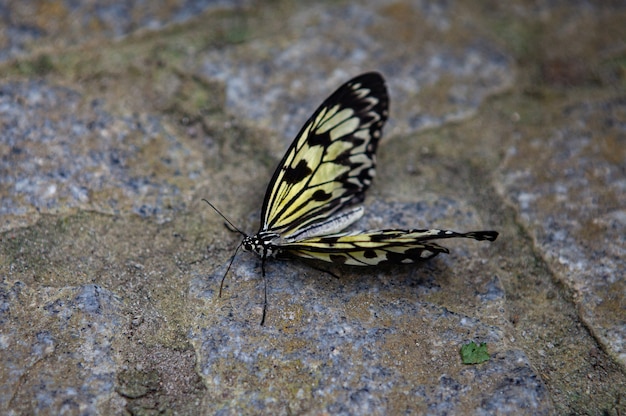 Close up butterfly on pavement