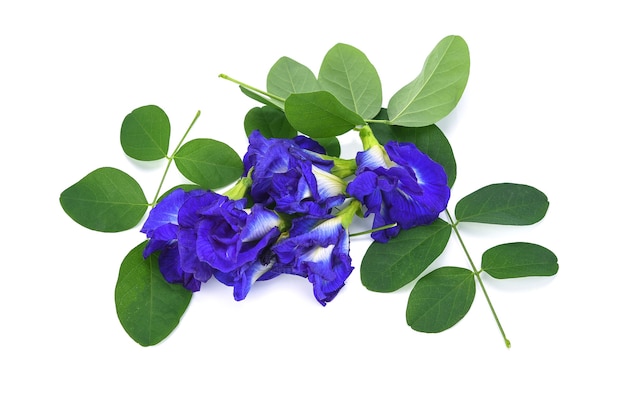 Close up of Butterfly pea flower on white