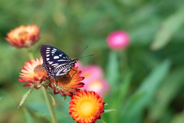 Close up of a butterfly perched on a straw flower with blurred background