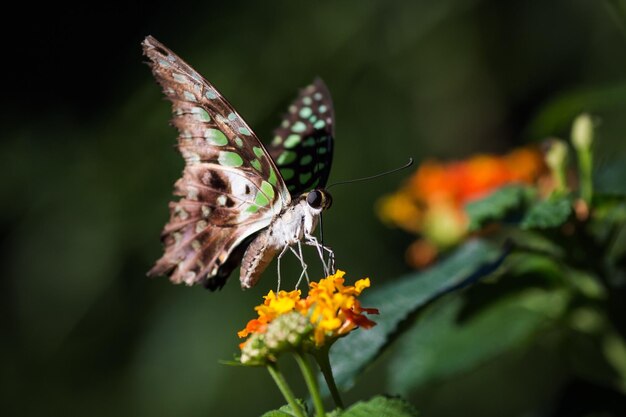 Photo close-up of butterfly perching on flower