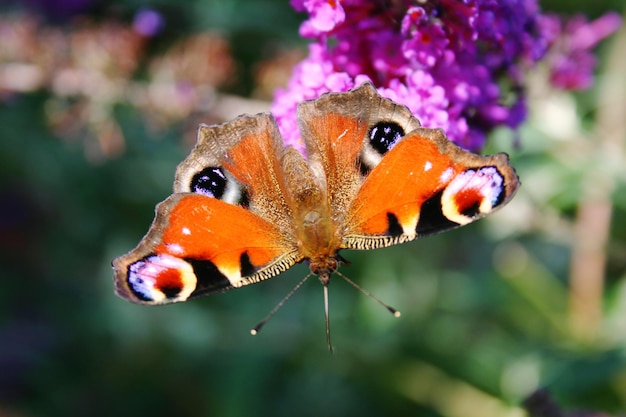 Close-up of butterfly perching on flower