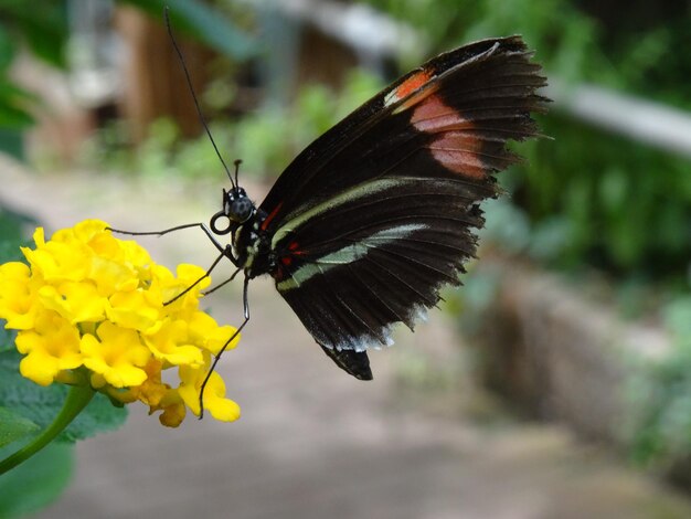 Close-up of butterfly perching on fresh yellow flower in garden