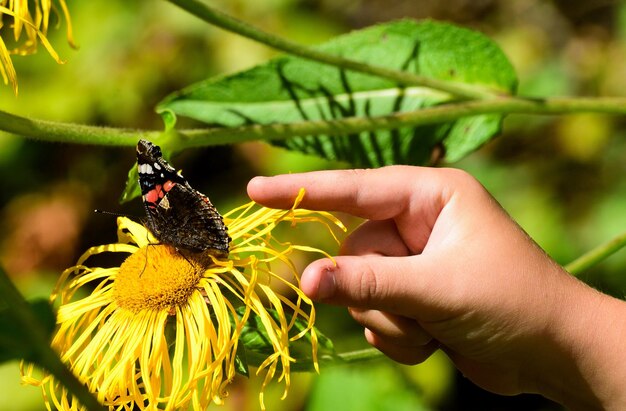 Foto prossimo piano di una farfalla appollaiata sulla mano