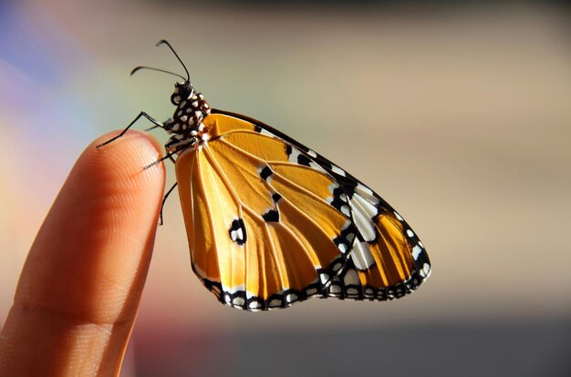 Close-up of butterfly perching on hand