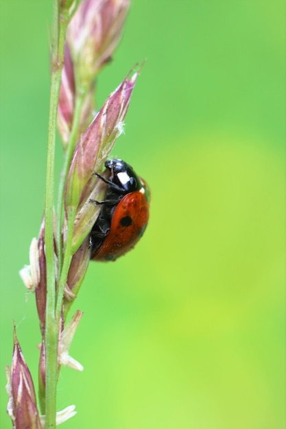 Photo close-up of butterfly perching on leaf