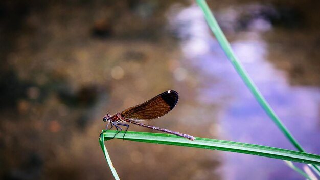 Photo close-up of butterfly perching on leaf