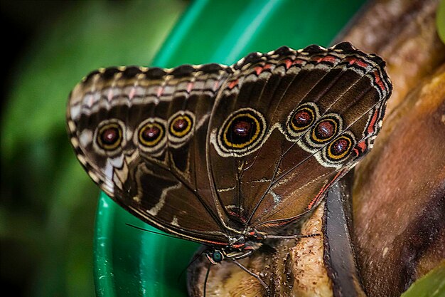 Close-up of butterfly perching on leaf