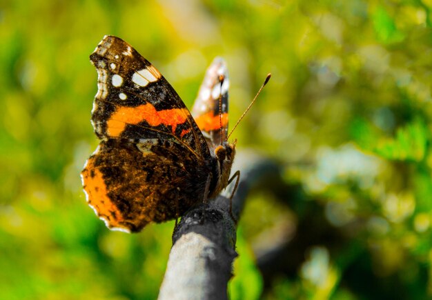 Photo close-up of butterfly perching on leaf