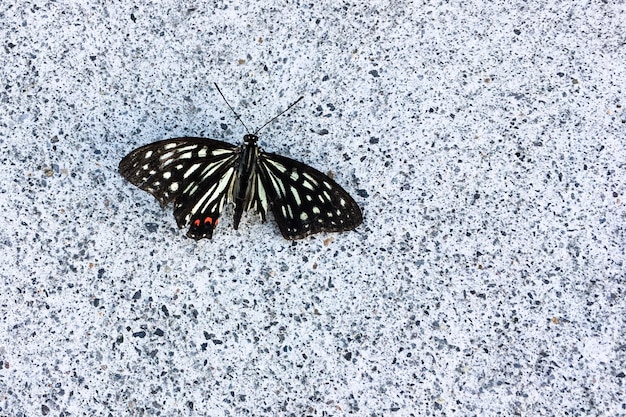 Foto prossimo piano di una farfalla appollaiata su una foglia