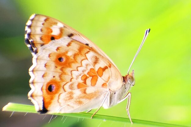 Photo close-up of butterfly perching on leaf