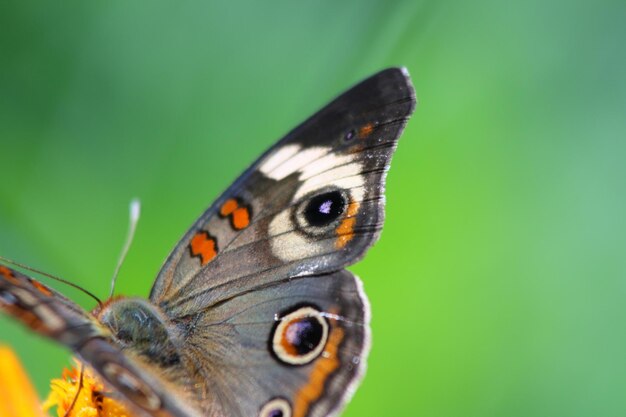 Foto prossimo piano di una farfalla appollaiata su una foglia