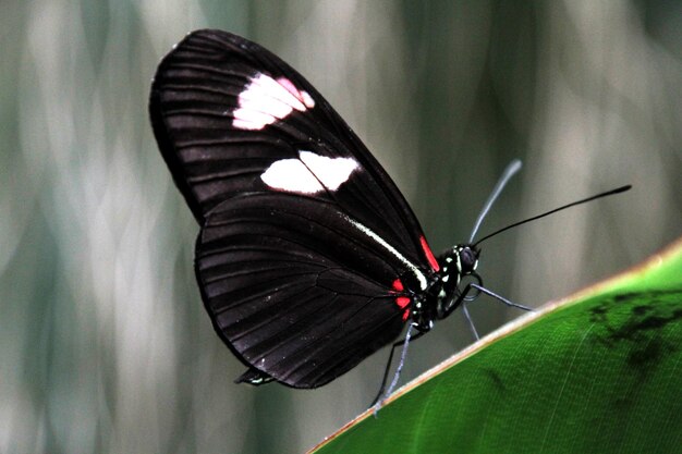 Close-up of butterfly perching on leaf