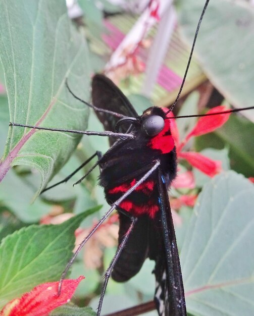 Close-up of butterfly perching on leaf