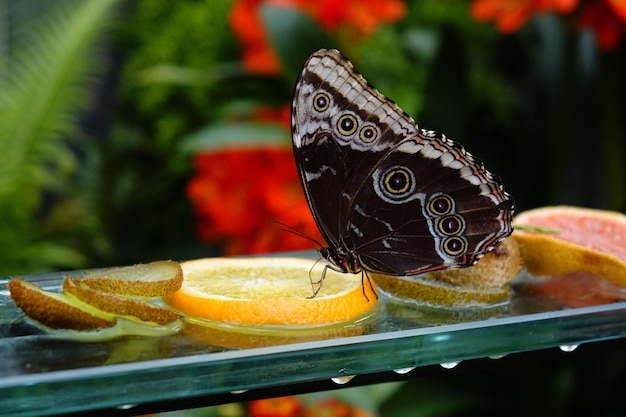 close-up of butterfly perching on orange slice