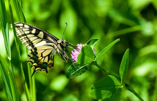 close-up of butterfly perching on plant