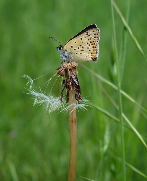 Foto prossimo piano di una farfalla appollaiata su una pianta