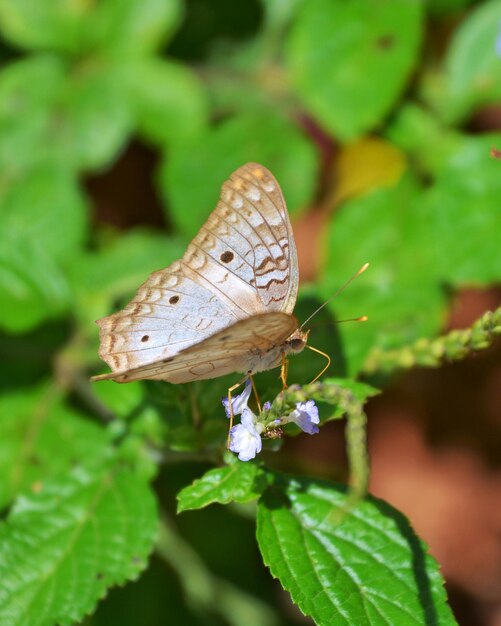 Close-up of butterfly perching on plant