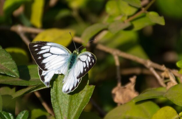 Close-up of butterfly perching on plant