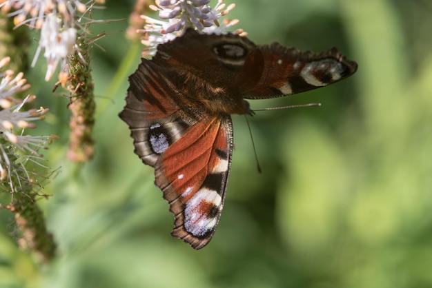 Foto prossimo piano di una farfalla appollaiata su una pianta