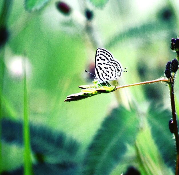 Close-up of butterfly perching on plant