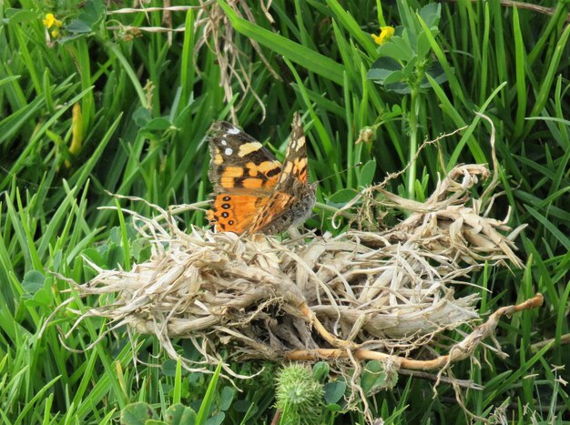 Photo close-up of butterfly perching on plant