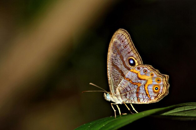 Photo close-up of butterfly perching on plant