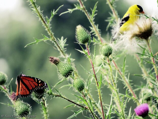 Photo close-up of butterfly perching on plant