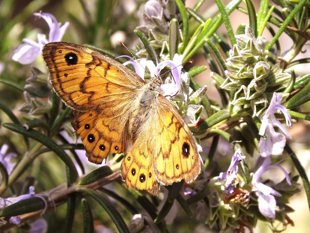 Close-up of butterfly perching on purple flower