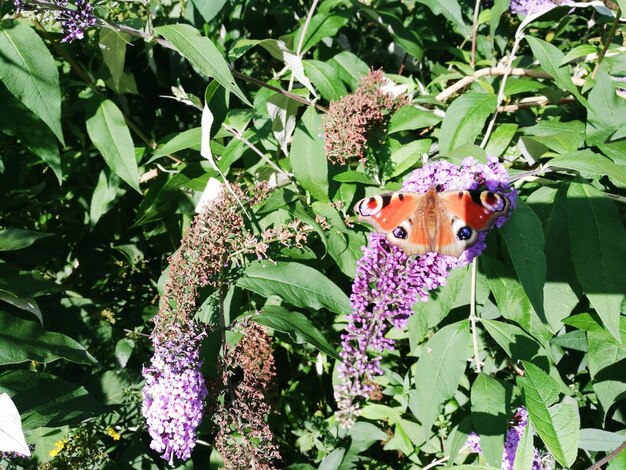 Close-up of butterfly perching on purple flowers