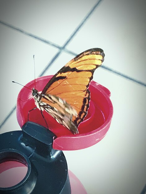 Photo close-up of butterfly perching on red leaf