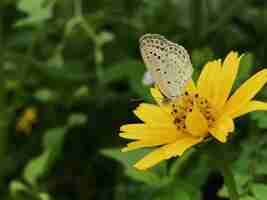 Photo close-up of butterfly perching on yellow flower