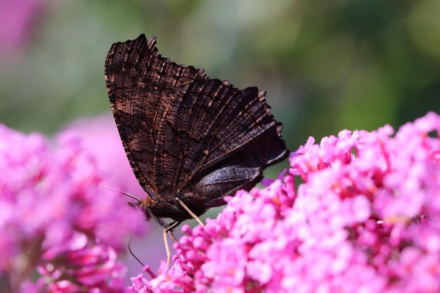 Close-up of butterfly on pink flower