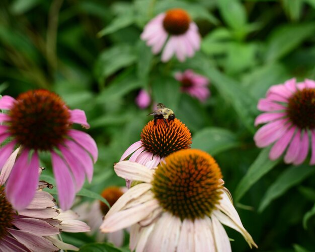 Close-up of butterfly on pink flower