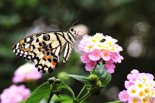 Close-up of butterfly on pink flower