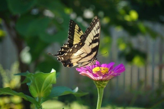 close-up of butterfly on pink flower