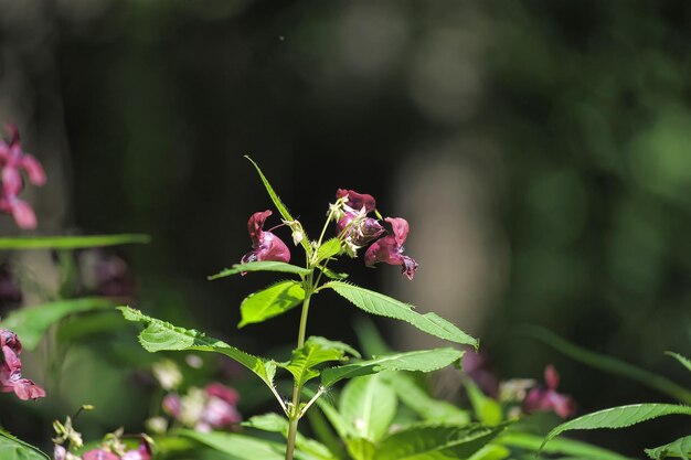 Close-up of butterfly on pink flower