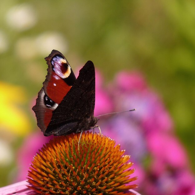 Close-up of butterfly on pink flower