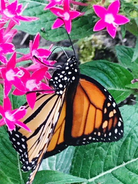 Foto prossimo piano di una farfalla su un fiore rosa