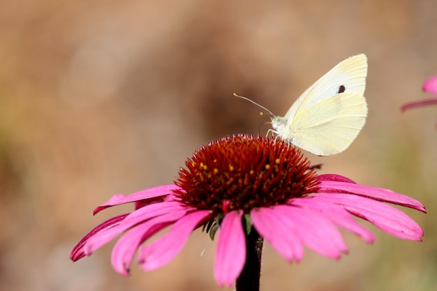 Foto close-up di una farfalla su un fiore rosa