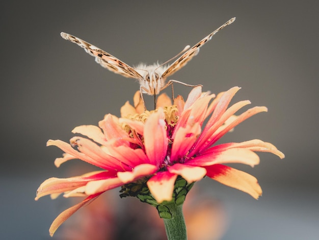 Foto prossimo piano di una farfalla su un fiore rosa