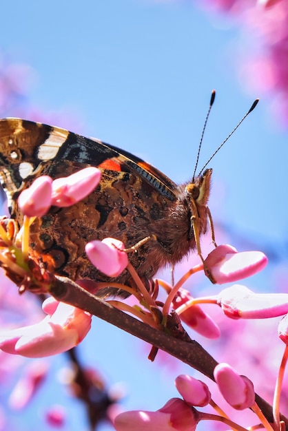 Photo close-up of butterfly on pink flower