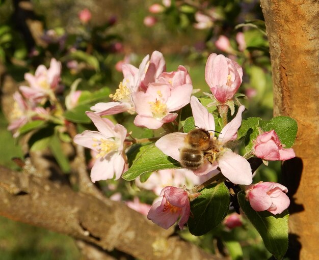 Close-up of butterfly on pink flowering plant