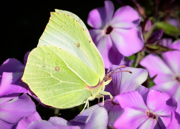 Foto prossimo piano di una farfalla su una pianta a fiori rosa