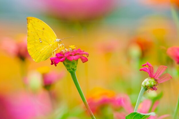 Close-up of butterfly on pink flowering plant